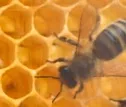 Bienen auf der IGW 2011