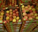 Fruit-Logistica 2011