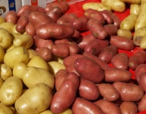Kartoffelbranche